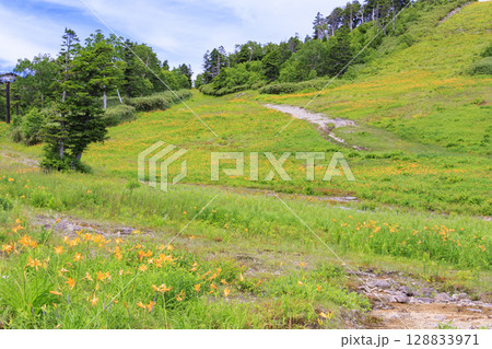 ニッコウキスゲ満開の東館山高山植物園 128833971
