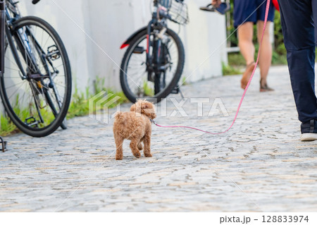 散歩する犬 散歩する犬 128833974