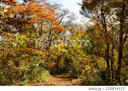 赤崎山森林公園の紅葉(新潟県) 赤崎山森林公園の紅葉(新潟県) 128834122