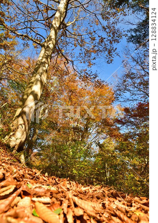 赤崎山森林公園の紅葉(新潟県) 赤崎山森林公園の紅葉(新潟県) 128834124