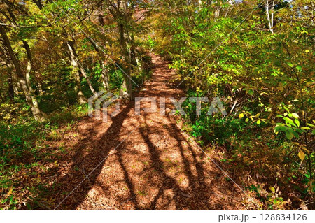 赤崎山森林公園の紅葉（新潟県） 128834126
