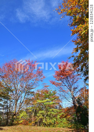 赤崎山森林公園の紅葉（新潟県） 128834128