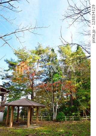 赤崎山森林公園の紅葉（新潟県） 128834129