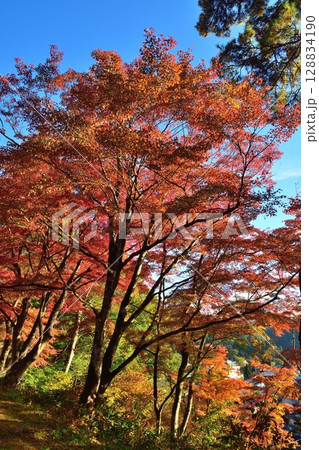 福満虚空蔵尊円蔵寺の紅葉（福島県） 128834190