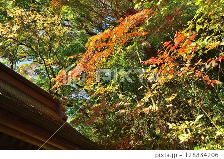 福満虚空蔵尊円蔵寺の紅葉（福島県） 128834206