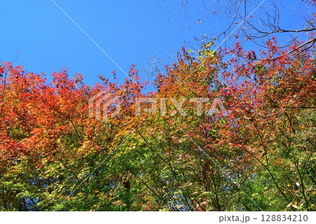 福満虚空蔵尊円蔵寺の紅葉（福島県） 128834210