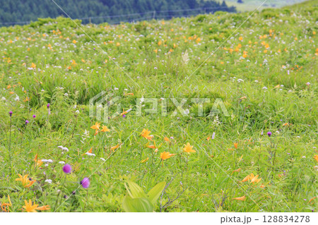 ニッコウキスゲ咲く霧ヶ峰車山肩 128834278
