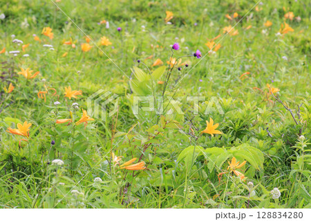 ニッコウキスゲ咲く霧ヶ峰車山肩 128834280