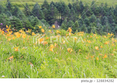 ニッコウキスゲ咲く霧ヶ峰車山肩 128834282