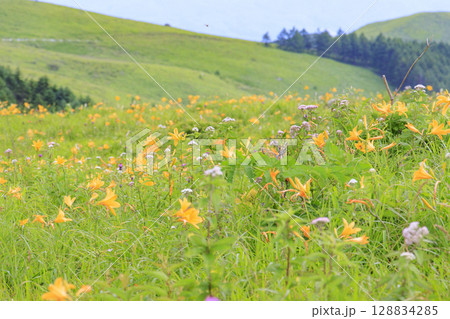 ニッコウキスゲ咲く霧ヶ峰車山肩 128834285