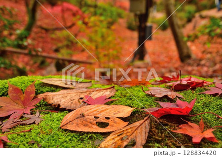 弥彦公園もみじ谷の紅葉(新潟県) 弥彦公園もみじ谷の紅葉(新潟県) 128834420
