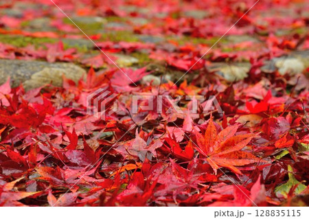 紅葉の種月寺(新潟県) 紅葉の種月寺(新潟県) 128835115