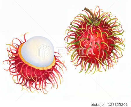 watercolor artwork of whole and peeled rambutan fruits watercolor artwork of whole and peeled rambutan fruits 128835201