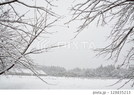 阿賀野市の雪景色(新潟県) 阿賀野市の雪景色(新潟県) 128835213