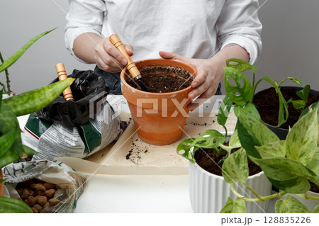 Woman repotting plant, performing indoor gardening and plant care at home. Plant rehabilitation 128835226