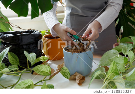 Woman caring for neglected plants, restoring and reviving sick houseplants. Plant rehabilitation Woman caring for neglected plants, restoring and reviving sick houseplants. Plant rehabilitation 128835327