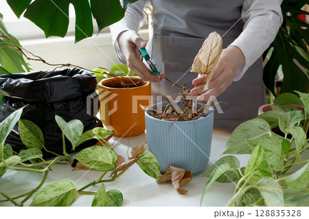Woman caring for neglected plants, restoring and reviving sick houseplants. Plant rehabilitation 128835328