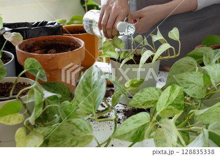 Woman caring for houseplants and watering freshly repotted plant. Plant rehabilitation Woman caring for houseplants and watering freshly repotted plant. Plant rehabilitation 128835338