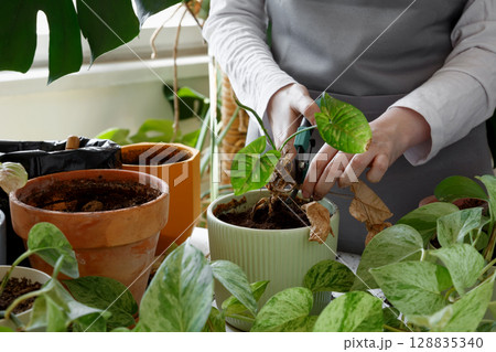 Woman caring for neglected plants, restoring and reviving sick houseplants. Plant rehabilitation Woman caring for neglected plants, restoring and reviving sick houseplants. Plant rehabilitation 128835340