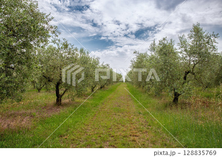 Green pathway through Mediterranean olive grove landscape Green pathway through Mediterranean olive grove landscape 128835769