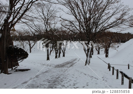 真冬の柳林 五稜郭公園 北海道函館市 真冬の柳林 五稜郭公園 北海道函館市 128835858