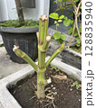 Freshly pruned plant stem standing strong in its pot, ready to sprout new growth and continue its journey to renewal. 128835940