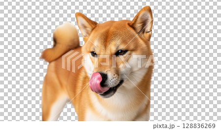 This Shiba Inu is captured in a full-length pose, licking its nose with its tongue. The dog's playful expression showcases its charming personality and cuteness in a bright setting. 128836269