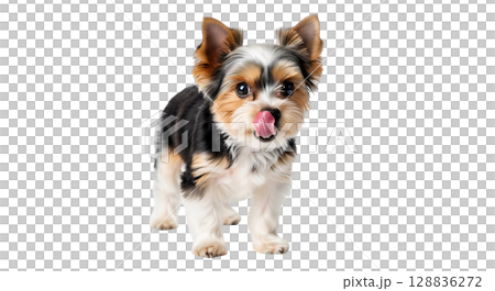 A charming Biewer Yorkie stands on a white background, licking its nose with its tongue. The dog's playful demeanor and fluffy fur create an adorable character that captures attention. 128836272