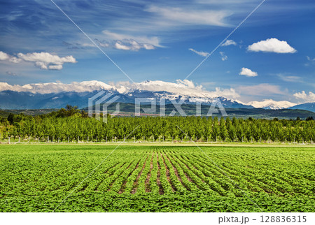 Bulgarian landscape with fields and mountains 128836315
