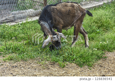 Pets. A domestic goat eats green grass 128836541