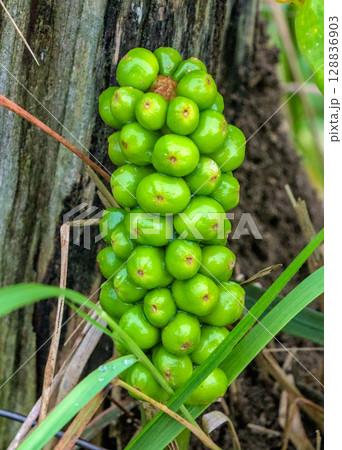 Wild plant with green berries Wild plant with green berries 128836903