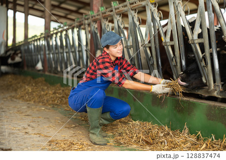 Caring girl feeding cows with fresh hay on village farm Caring girl feeding cows with fresh hay on village farm 128837474