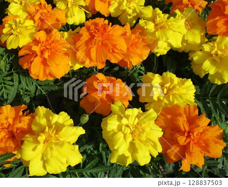 マリーゴールドの花のアップ 128837503