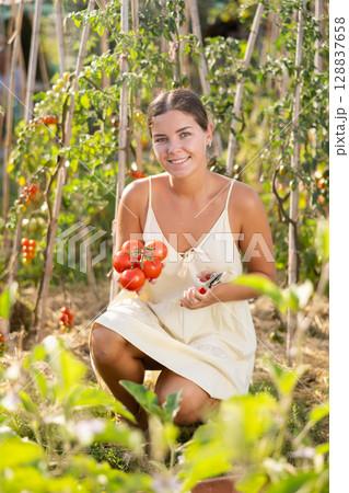 Young woman is working in garden between beds, picking ripe red tomatoes 128837658