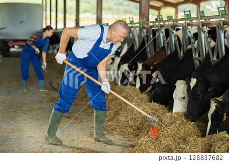 Senior man works with cows in barn, moves hay closer to cows, provides feeding for animal 128837682