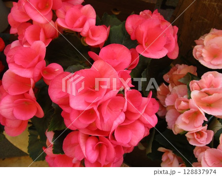 ピンク系のベゴニアの花のアップ ピンク系のベゴニアの花のアップ 128837974