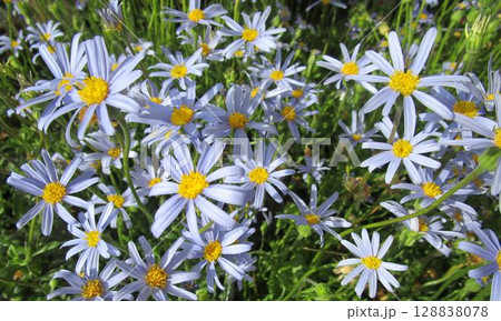 ブルーデージーの花のアップ ブルーデージーの花のアップ 128838078