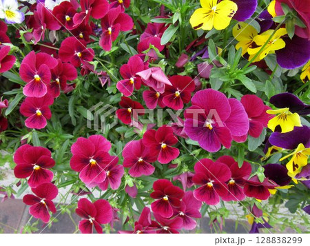 赤紫色のパンジー(ビオラ)の花のアップ 赤紫色のパンジー(ビオラ)の花のアップ 128838299