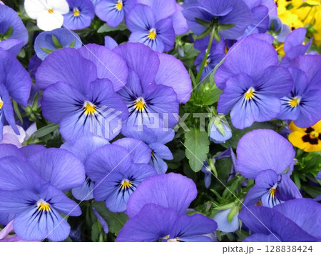 青紫色のパンジー(ビオラ)の花のアップ 青紫色のパンジー(ビオラ)の花のアップ 128838424