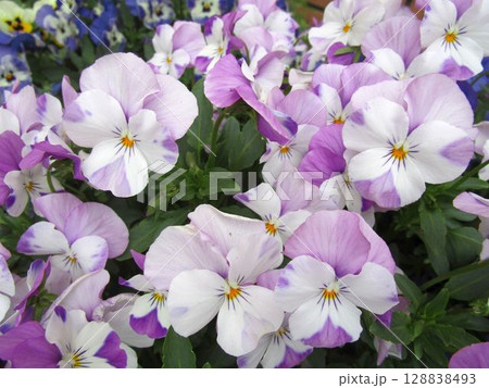 薄紫色のパンジー（ビオラ）の花のアップ 128838493