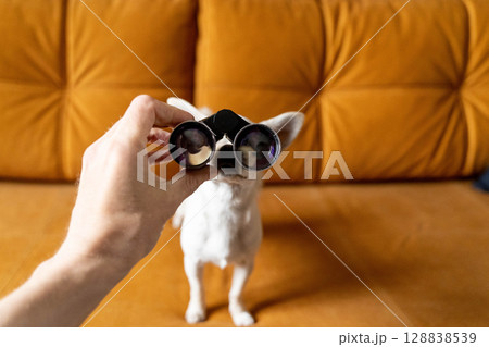 Curious small white dog looking through binoculars held by owner on sofa 128838539