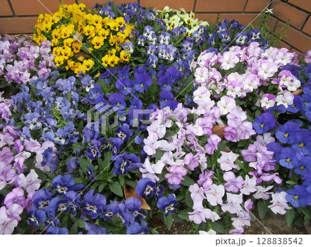 カラフルなパンジー(ビオラ)の花壇 カラフルなパンジー(ビオラ)の花壇 128838542