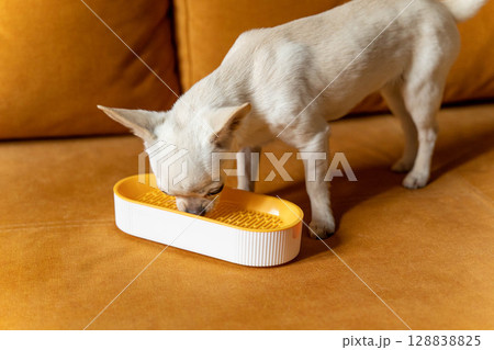 Small white chihuahua dog eating from slow feeding bowl on sofa Small white chihuahua dog eating from slow feeding bowl on sofa 128838825