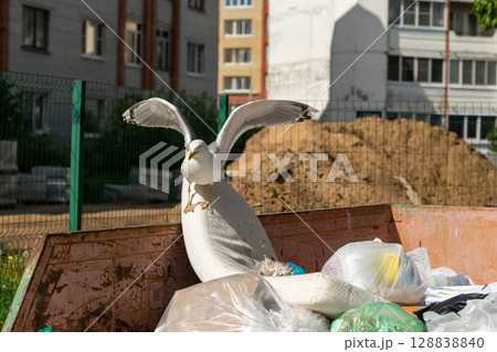 Seagull landing on dumpster full of garbage in city 128838840