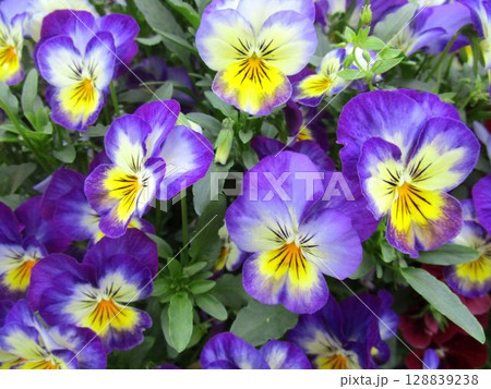 黄色と紫色のツートンカラーのビオラ（パンジー）の花のアップ 128839238