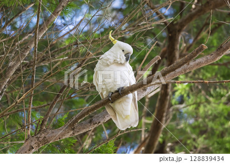 A Sulphur Crested Cockatoo sitting in a tree while preening A Sulphur Crested Cockatoo sitting in a tree while preening 128839434