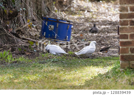 Two Sulphur Crested Cockatoos on the ground looking for food Two Sulphur Crested Cockatoos on the ground looking for food 128839439