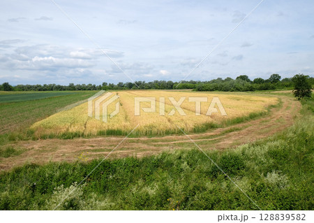 Field of wheat Field of wheat 128839582