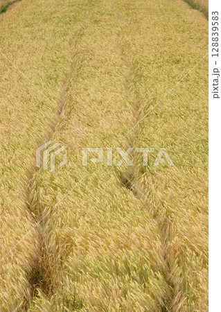 Field of wheat 128839583