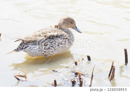 水辺で休むオナガガモのメス 128839953